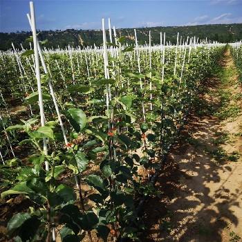 红肉苹果苗种植时间定植两年的苹果树红肉苹果苗批发价格