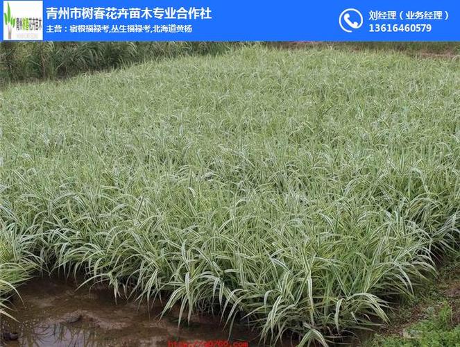 青州树春水生植物(图)-常见水生植物-宁夏水生植物