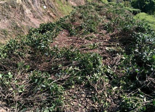 农村种植茶叶树有些茶树每隔几年就要砍一次这是为何