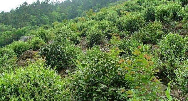 种植茶叶树,需要满足一些种植条件,主要包括三个方面