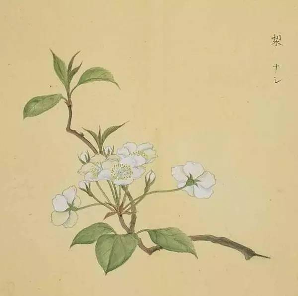一组日本古人的工笔花卉植物图谱,像中国画又不像