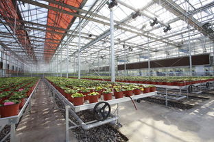 中国几大LED植物工厂情况大对比