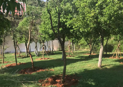后服中心及资产公司开展“绿美校园”建设植树活动