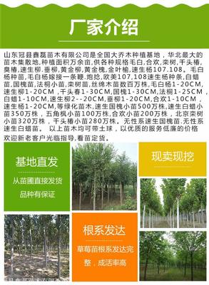 5公分杨树价格,107速生杨种植基地,毛白杨基地