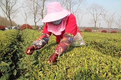 皖垦茶业集团:“茶酒林”三业并举 忙不停复工达产