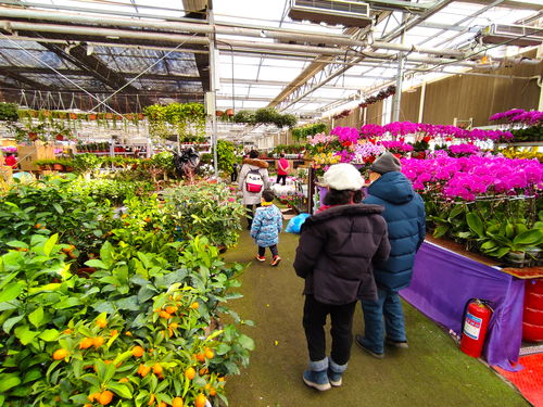 北京小众花卉市场,上百种鲜花盆栽价格便宜,3个大厅堪比植物园