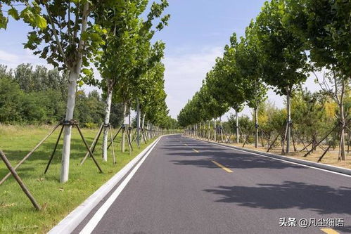 北京网友建议道路两侧树木种植品种多样性 官方回复