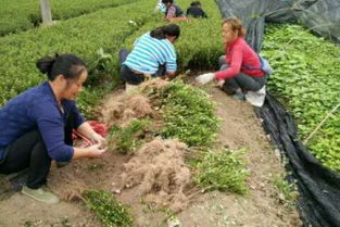 湖北夏娟种植直销哪家好批发贵不贵