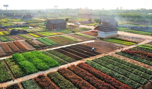 门票免费送 花木博览 音乐节 美食节