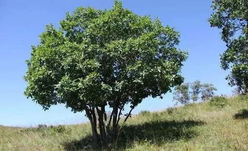 苗木销售旺季即将到来,哪些问题值得关注